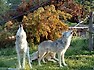 wolf(e늑대의생태)