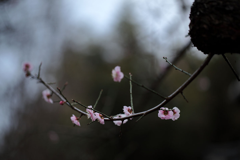 柳宗憲家梅(류종헌가매)