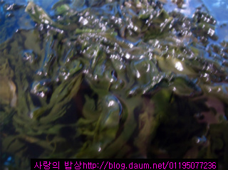 효부 며느리인 동서가 만든 시어머님 생신상차림