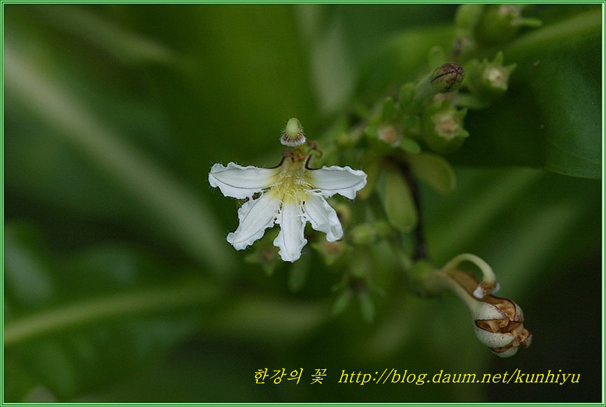 Scaevola-한강의 꽃