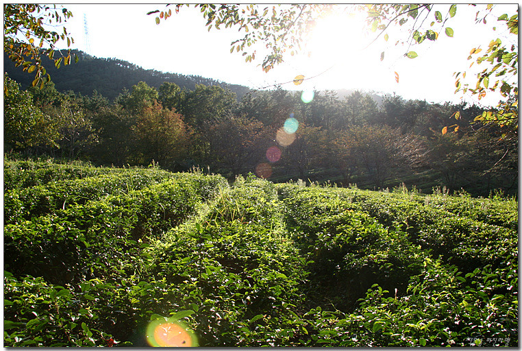 녹차향 그윽한 만화방초
