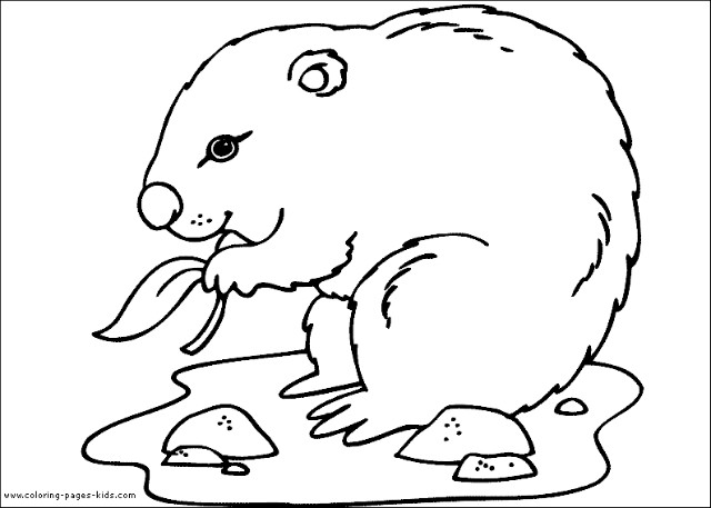 Groundhog coloring/ Groundhog 색칠