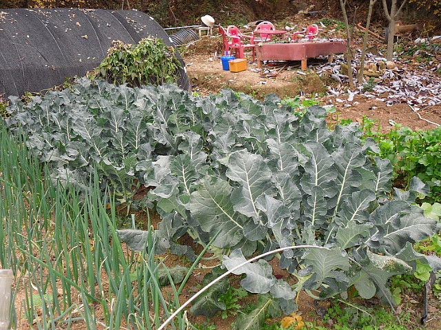 2009년의 농사 마무리