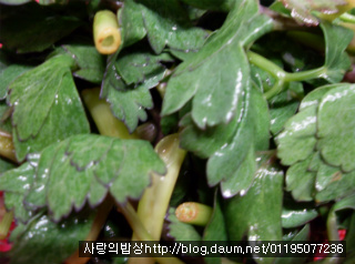 바쁜아침 반찬걱정은 끝! 6가지 환상의 봄나물 무침세트>_