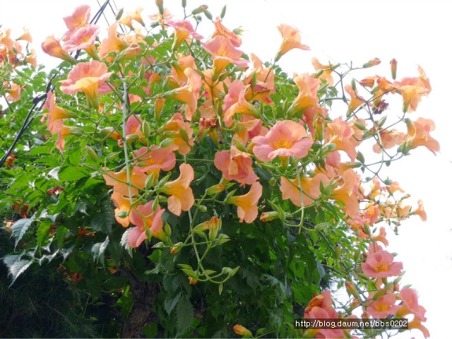 능소화 (凌霄花 )