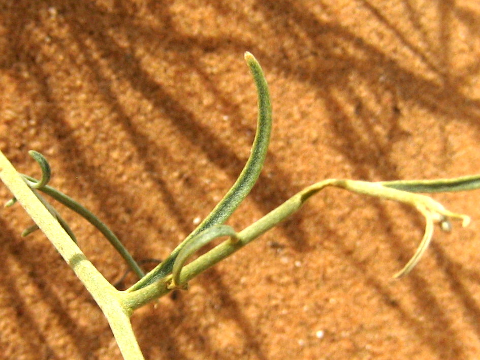 사막가지냉이 Farsetia aegyptia Turra