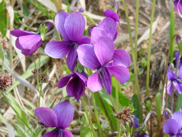 강원도 태백시/정선군 우암산/금대봉