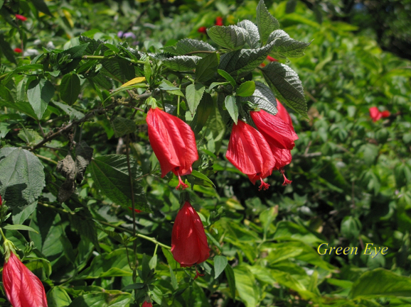 Sleepy Hibiscus-한강의 꽃