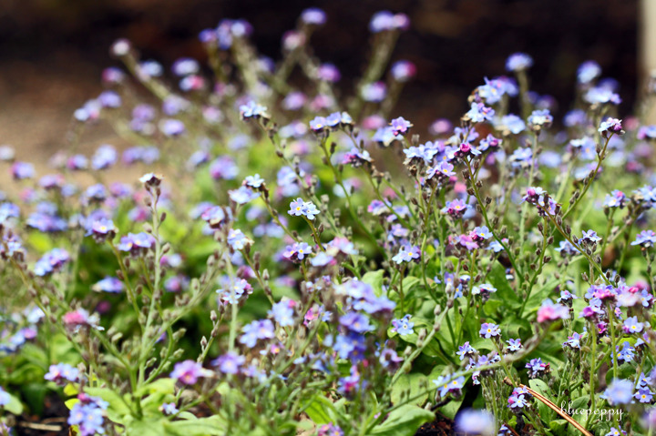 물망초forgetmenot 이미지