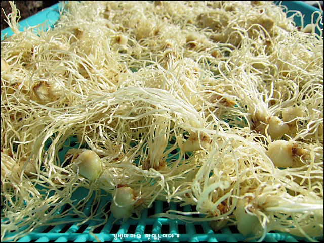 Лук репчатый сушеный