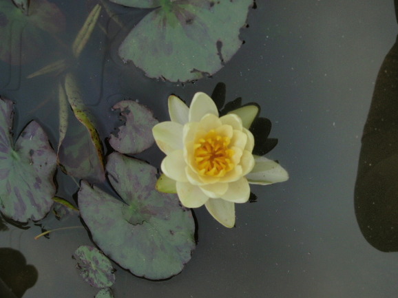 수련