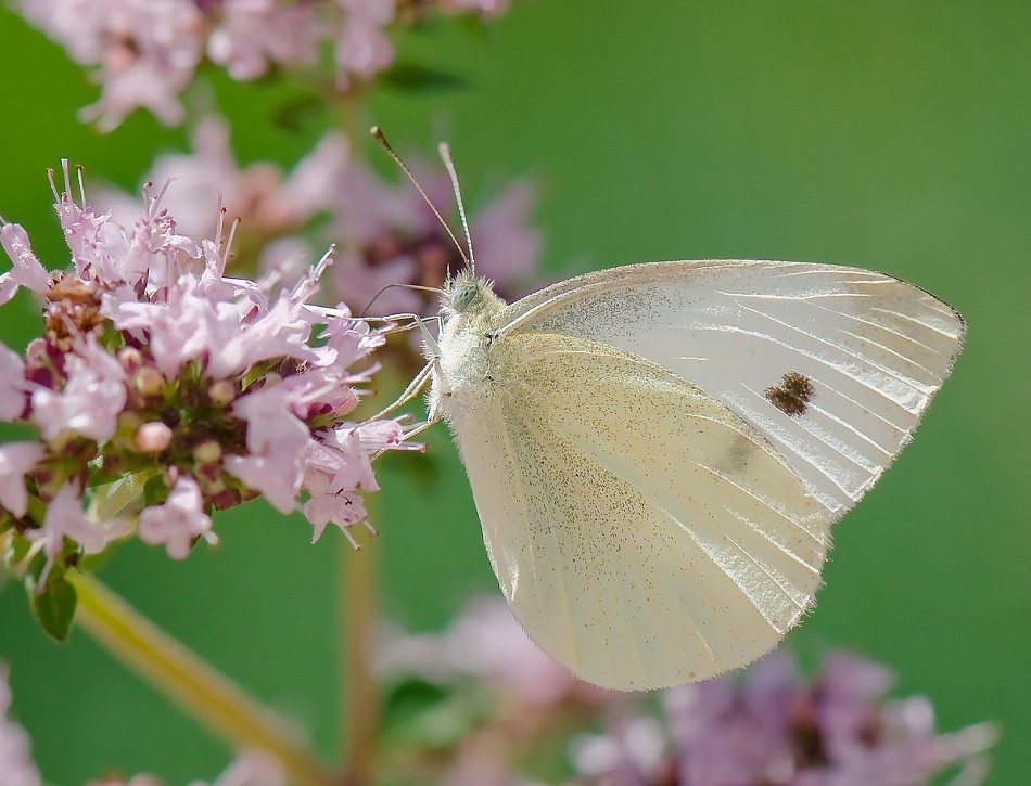 하얀나비(최종회)