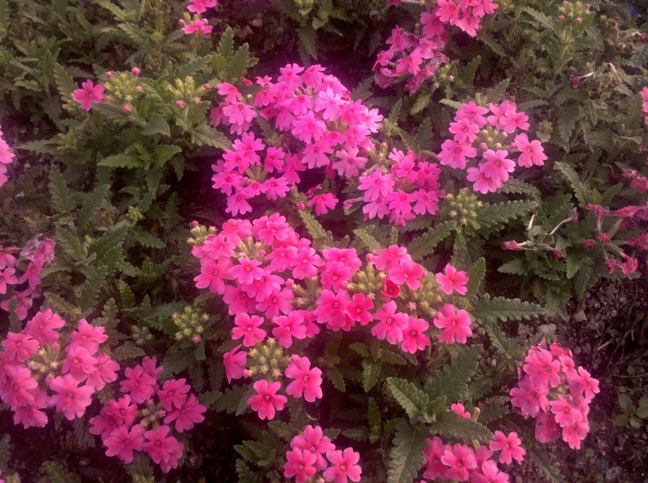 한강시민공원 꽃 모음