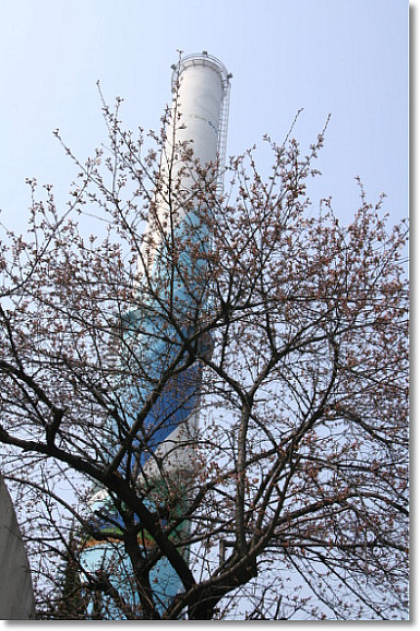 놓치기 아까운 종류별 봄 꽃 여행지 