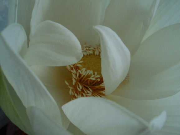 연꽃