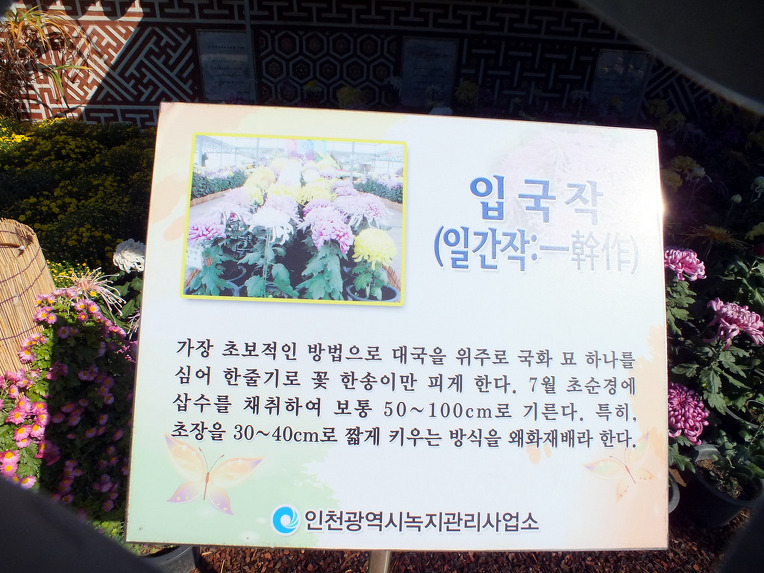 피우 이미지