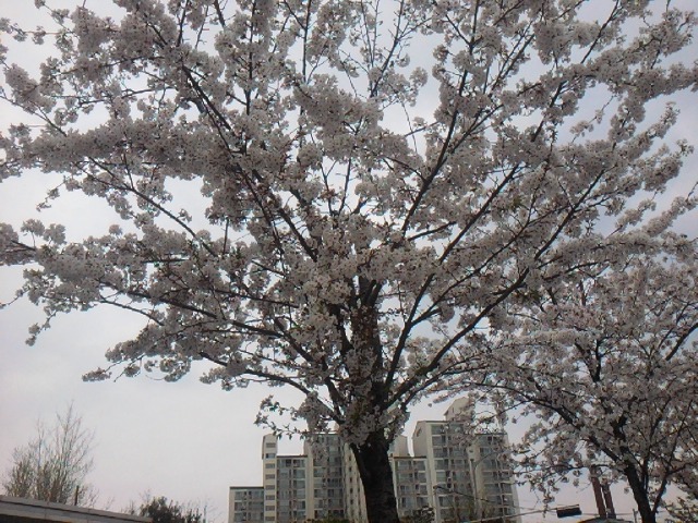 폰 사진