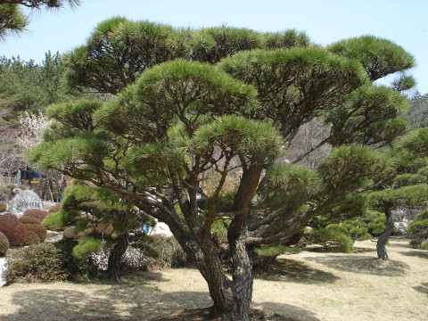  명품 소나무