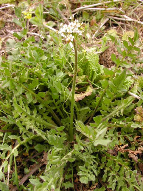 봄나물!  잘 먹으면 보약~!