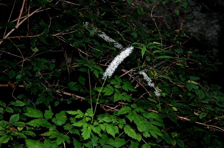 2009 천왕봉 산행(4) 제석봉을 지나며,,