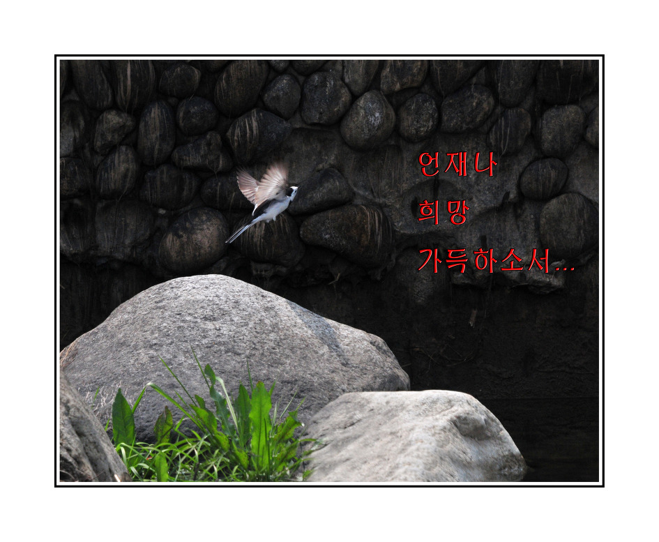 이해인수녀님 .용혜원님 시