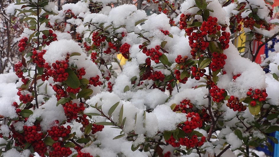 수원에서 첫눈을 보았네