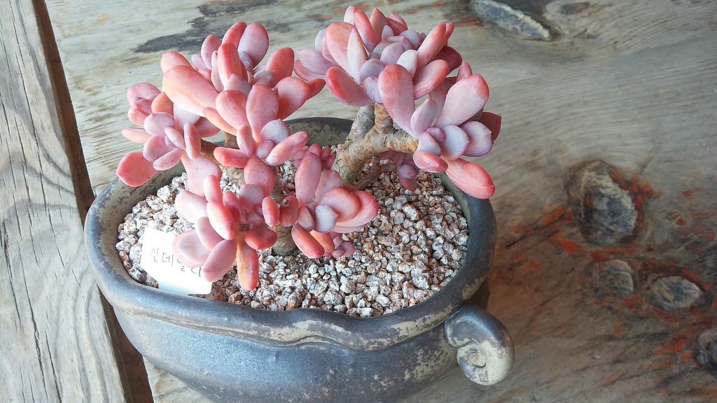 신데렐라입니다.^^