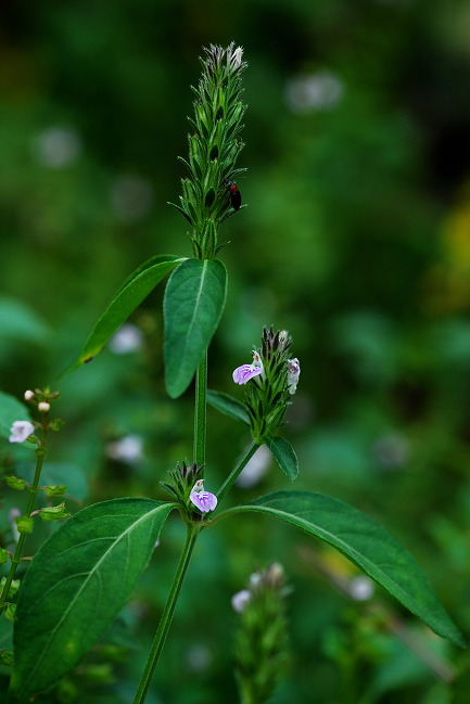 집에 가는길, 안심산 둘레길에서 만나보는  들꽃들