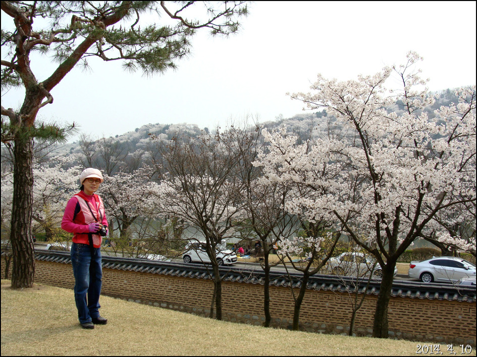 호암 미술관 희원&가실 벚꽃 길에서/2014, 4, 10
