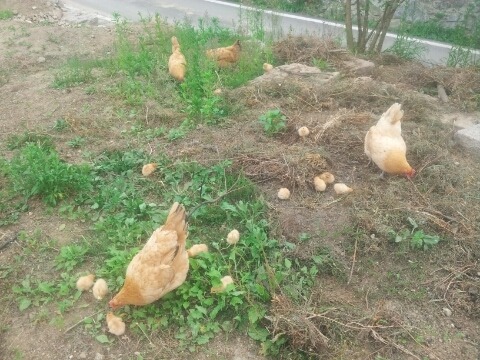 우리집 엄마닭과 병아리들 
