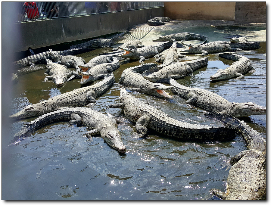 [일본큐슈여행] 벳푸지옥순례에서 악어도 만나고 스님도 만나고~