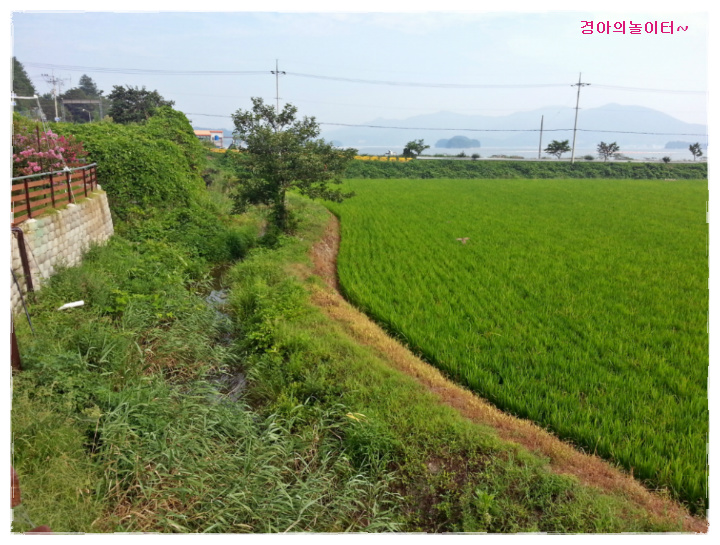 고성왕새우 이미지