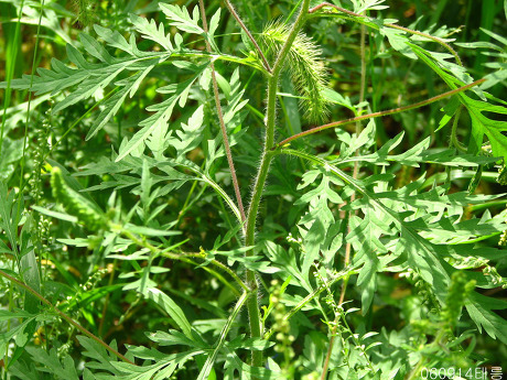 토종식물의 생존을 위협하고 알레르기를 유발하는 돼지풀