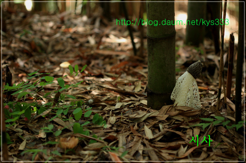 흰망태버섯...2014년 7월.