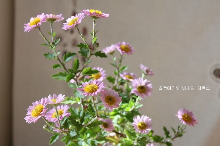 소국 이미지