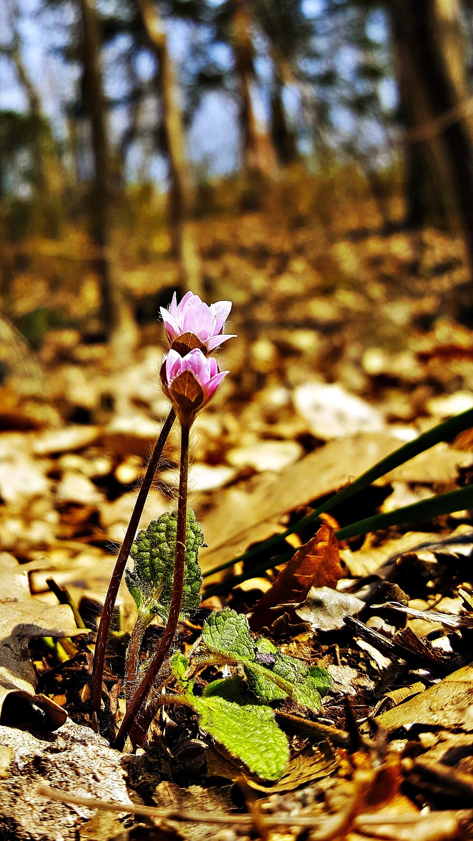 갤럭시 노트5로 담은 영광불갑산 변산바람꽃, 노루귀(포토뉴스코리아 3월 출사)