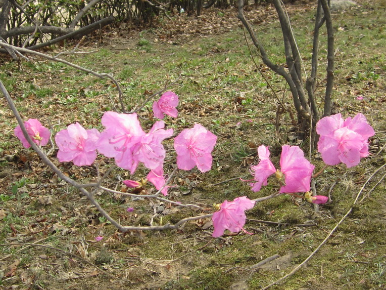 **  한강 뚝섬 공원에 핀 매화꽃  **