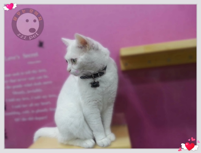 꿈꾸는강아지 마스코트 히트~~~♥♥♥♥