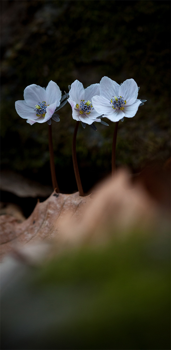 변산바람꽃