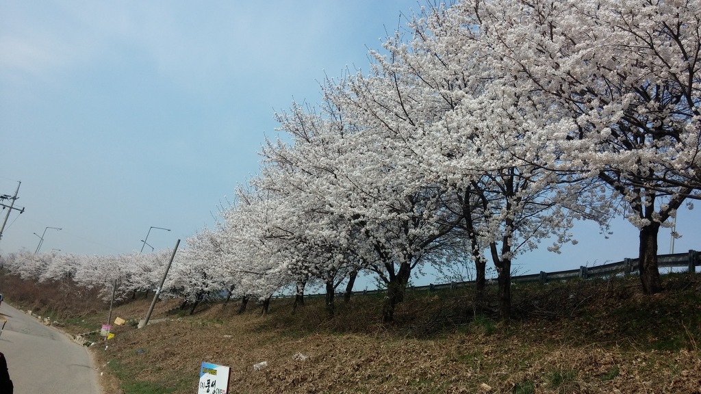 밤 벗꽃놀이....
