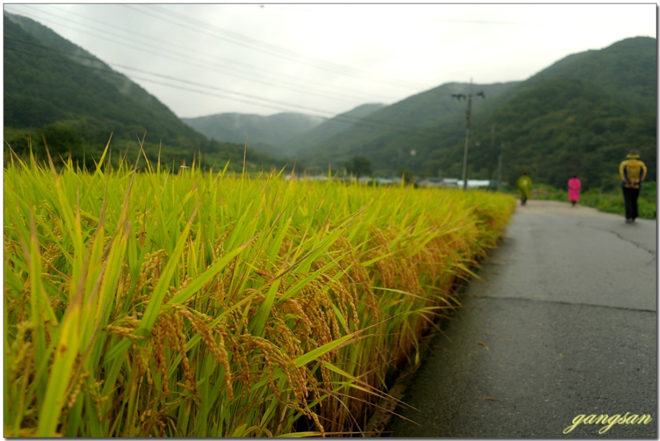 산행 한번 하기 정말 힘들다~/무장봉 산행이 무산되고 소금강산으로~