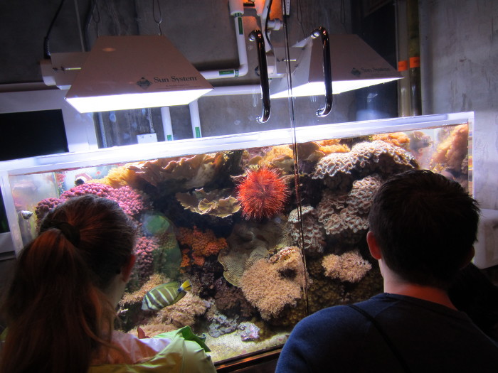 시카고여행        시카고 쉐드 아쿠아리움(Shedd Aquarium)