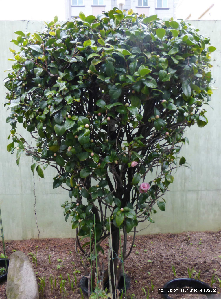 새봄이 왔어요
