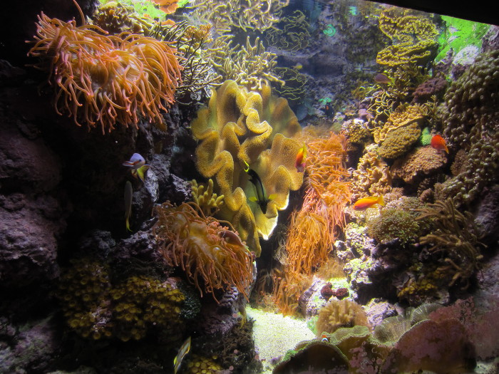 시카고여행        시카고 쉐드 아쿠아리움(Shedd Aquarium)