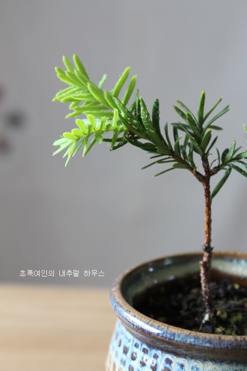 황금바늘 이미지