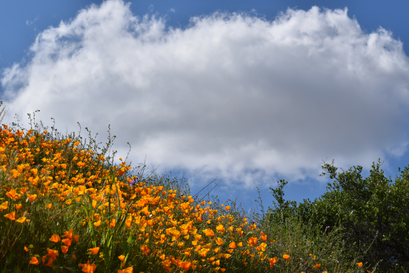 Elsinore-Walker Canyon / Poppy Fields