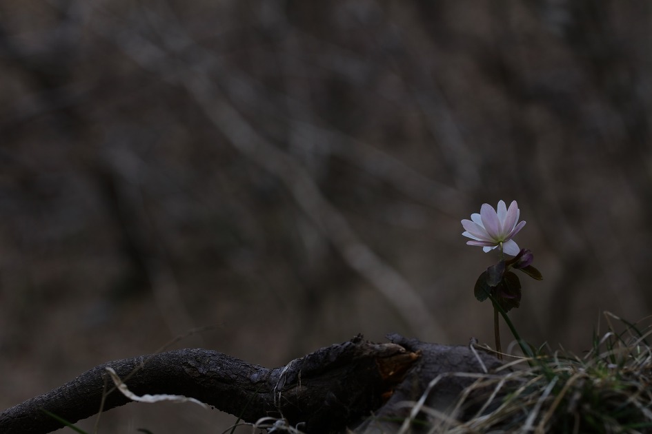 꿩의바람꽃 분홍 (20190315)