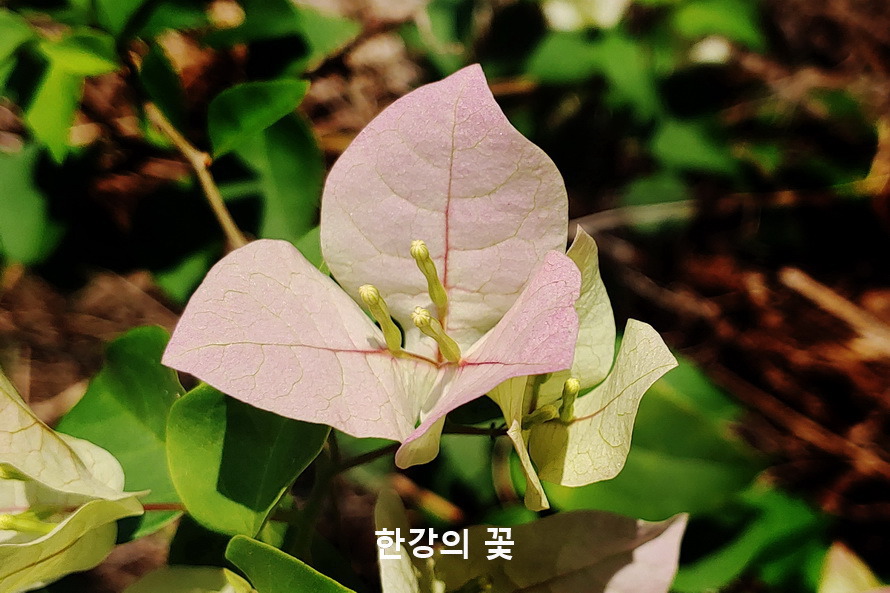 부게인빌레아