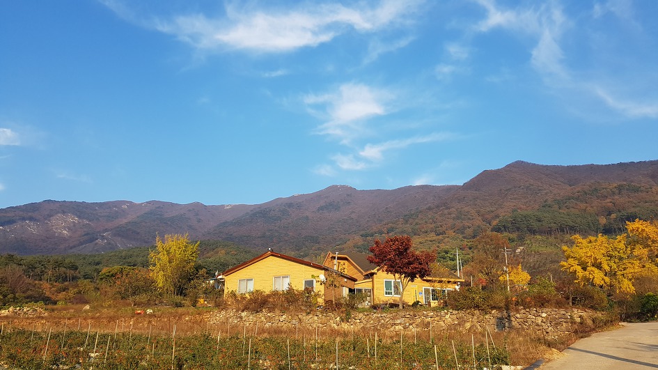 서해안 최고봉 오서산 억세 놀이