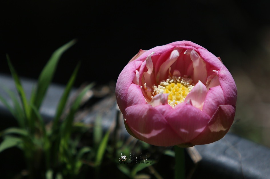 김제 가볼만한 곳. 김제 하소백련축제 미리 다녀왔어요.